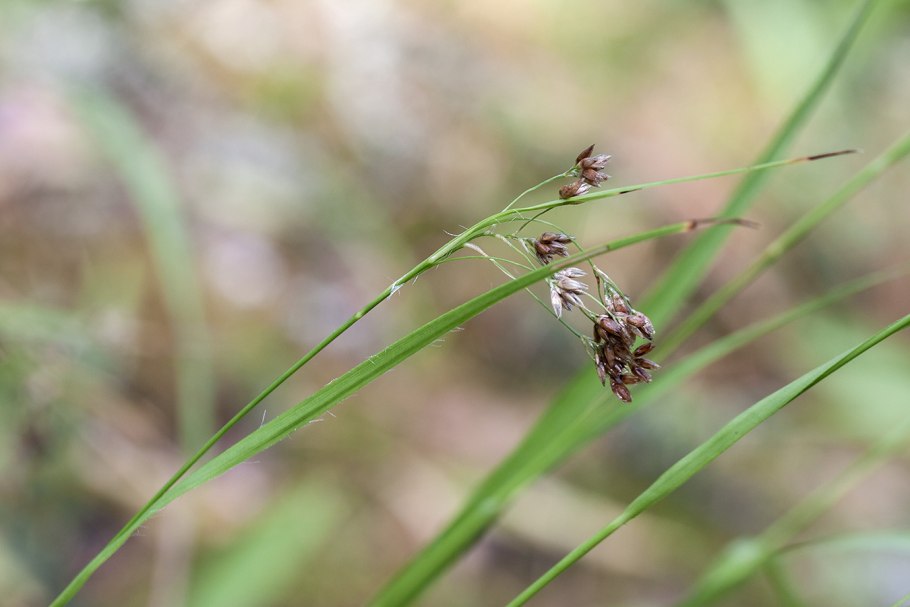 Ожика Лесная (Luzula sylvatica)