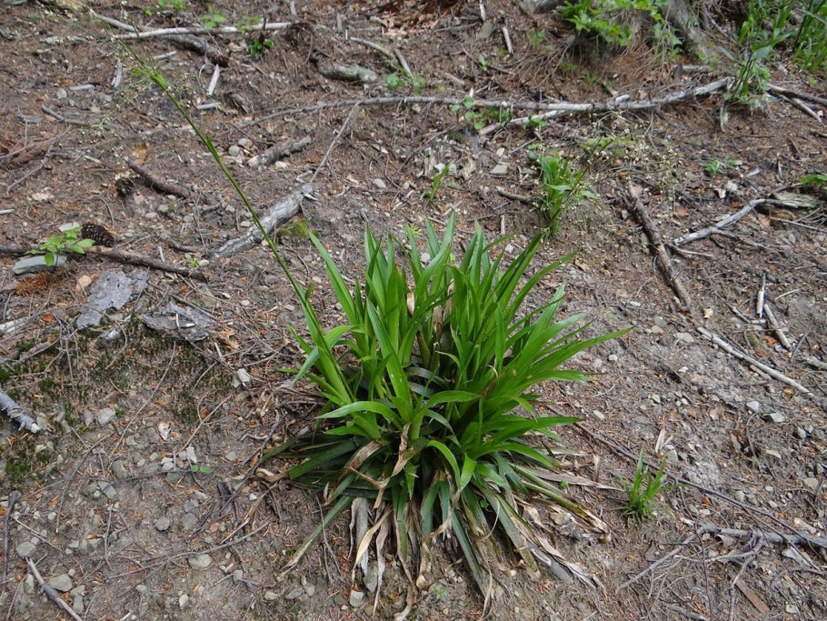 Ожика Лузула