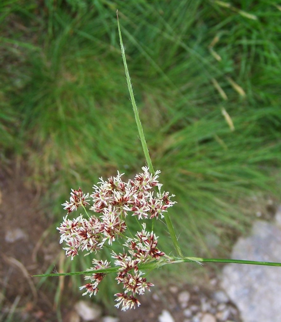 Ожика Полевая