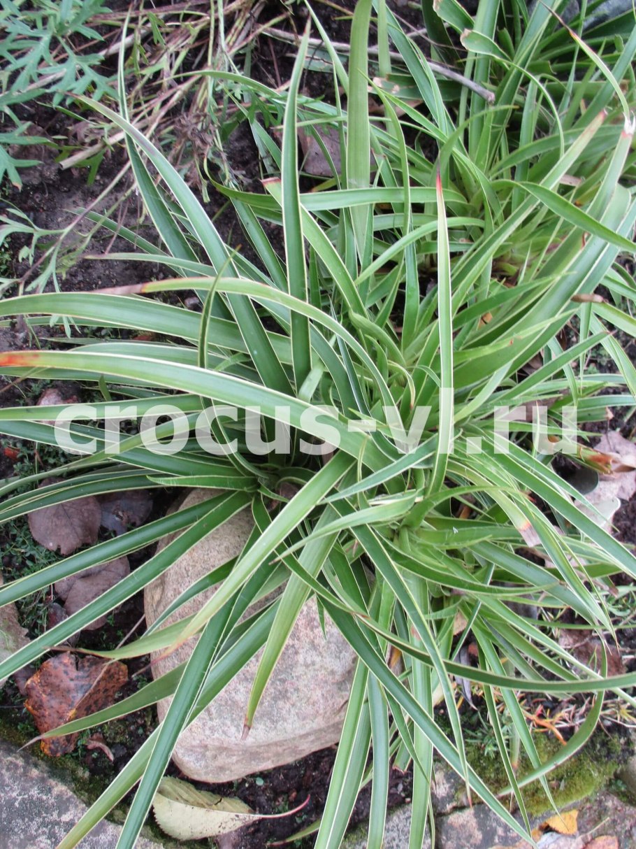 Ожика Лесная в саду