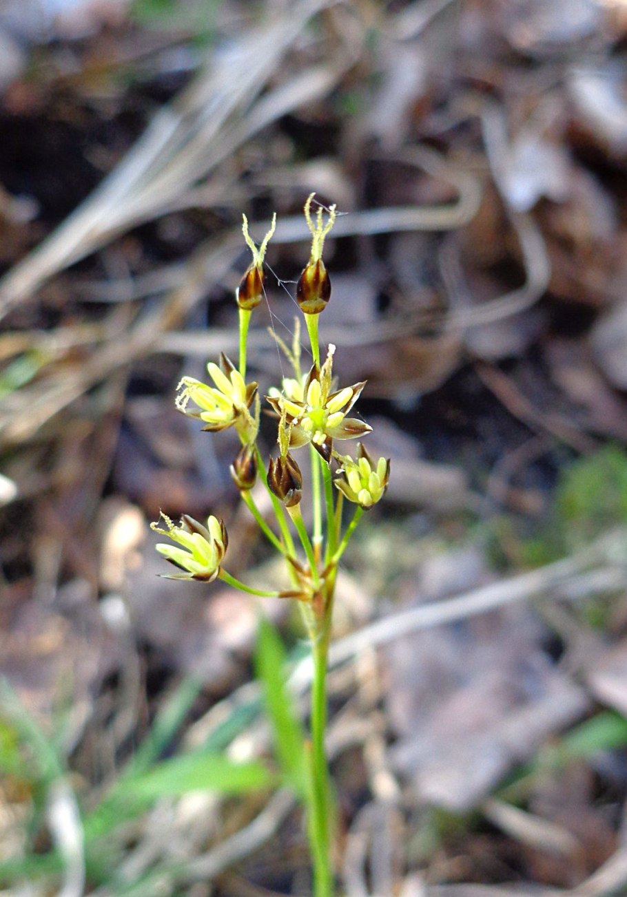 Ожика волосистая