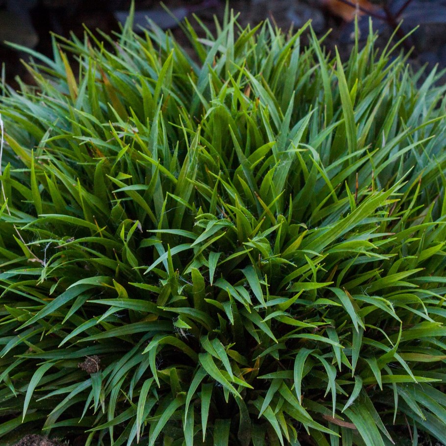 Ожика Боровая – Luzula luzuloides