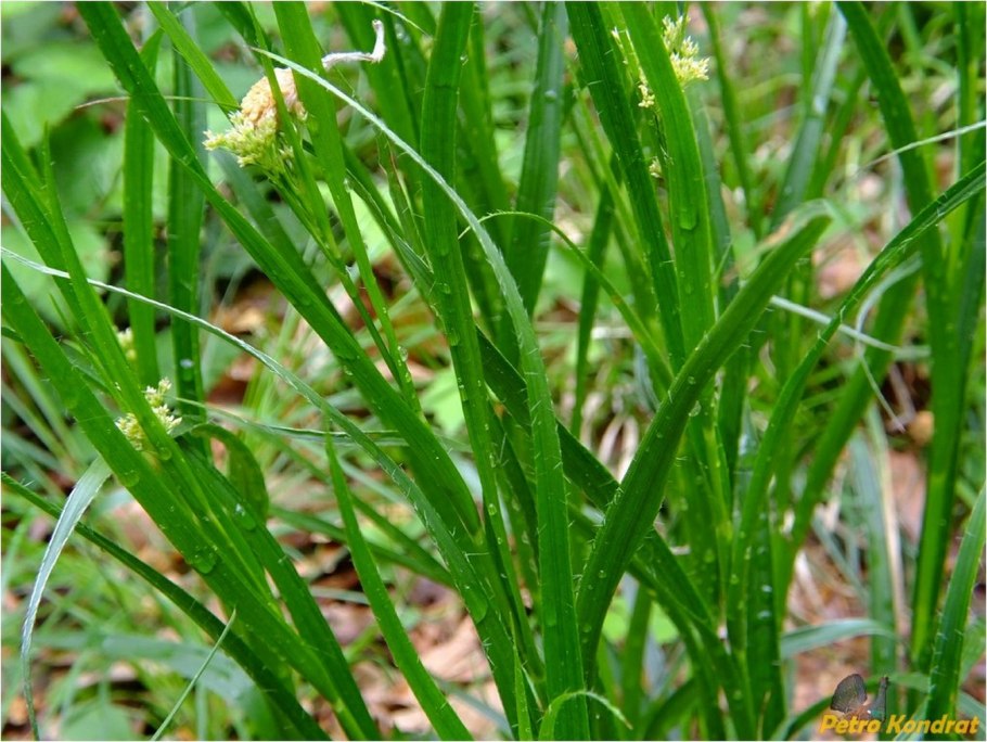 Ожика трава