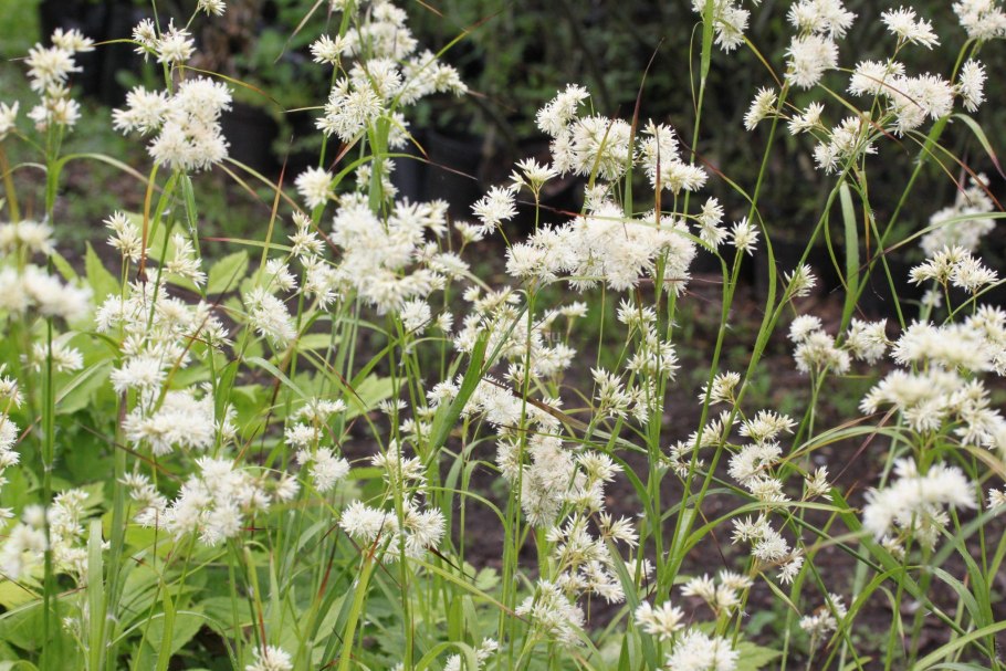 Ожика снежно-белая Люциус