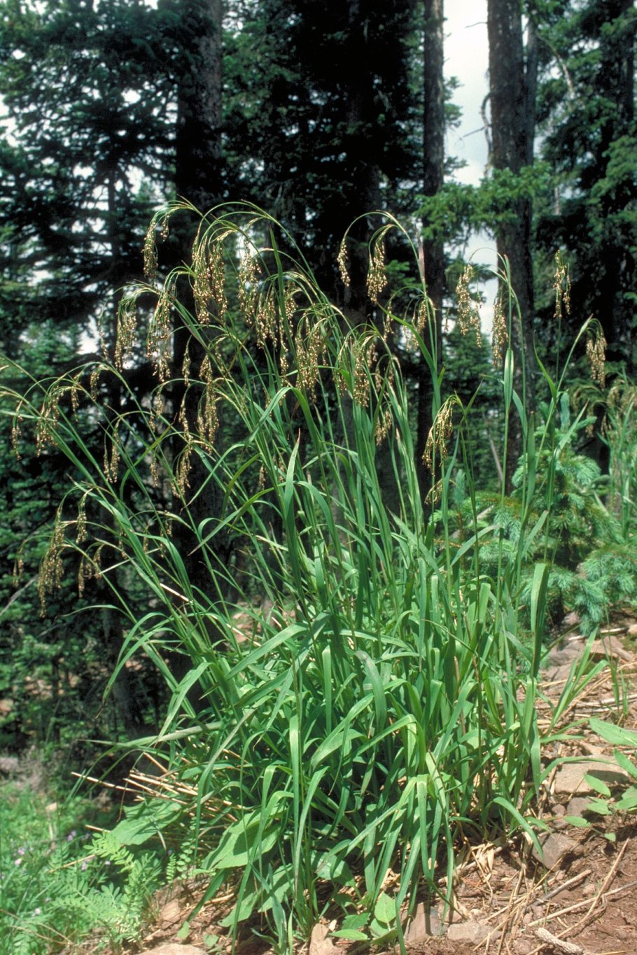 Коротконожка Лесная