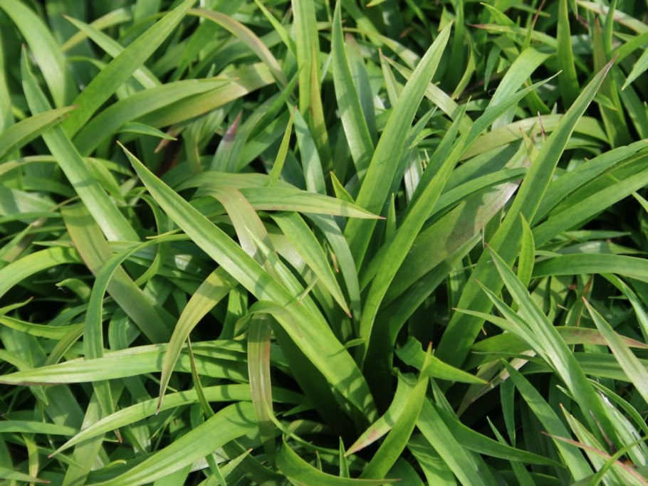 Райграс вариегатный