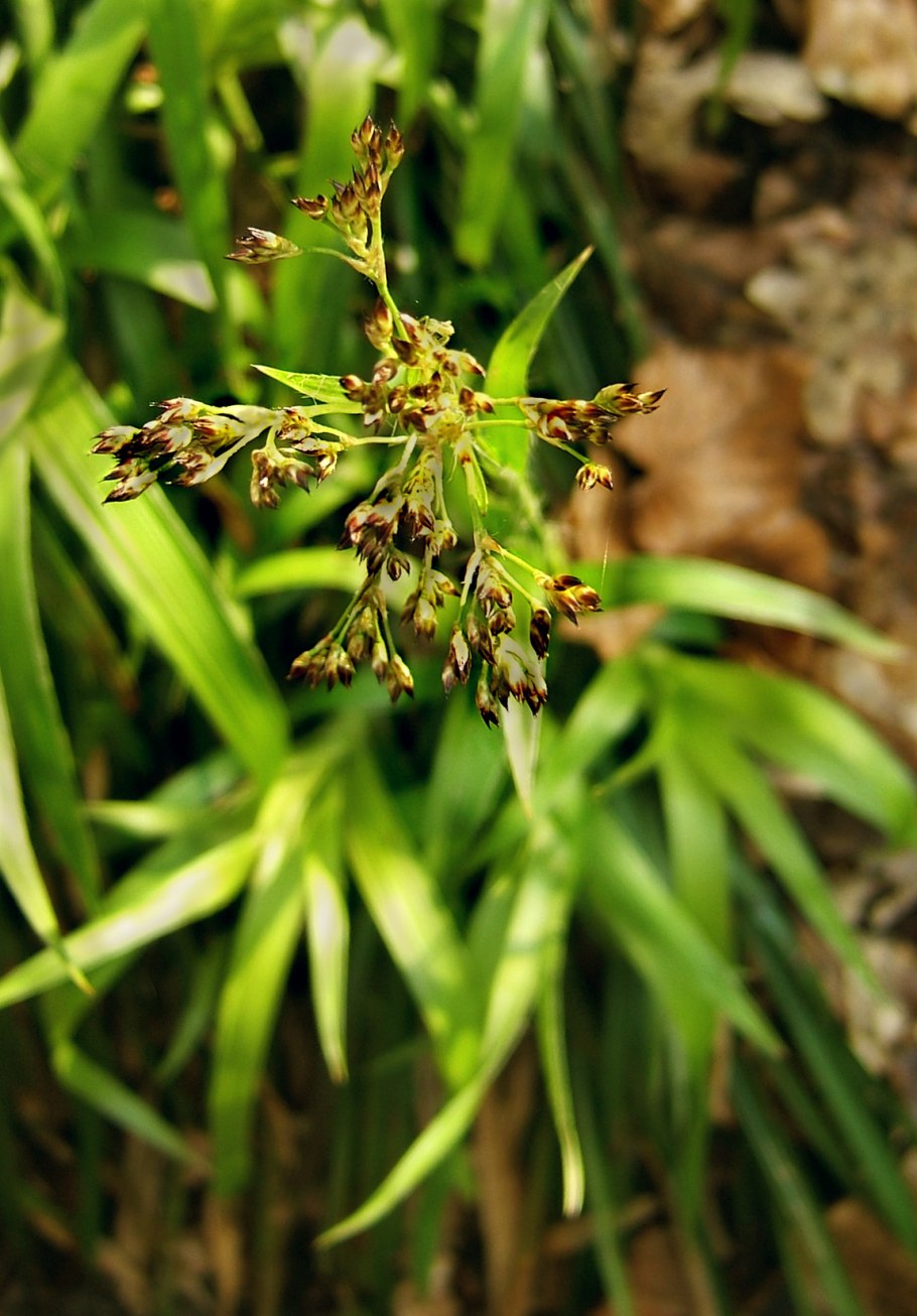 Ожика Luzula Nivea