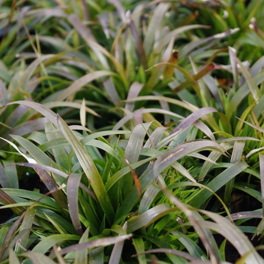 Ожика Альпийская