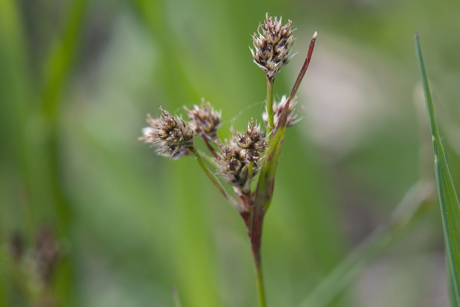 Ожика ожиковидная