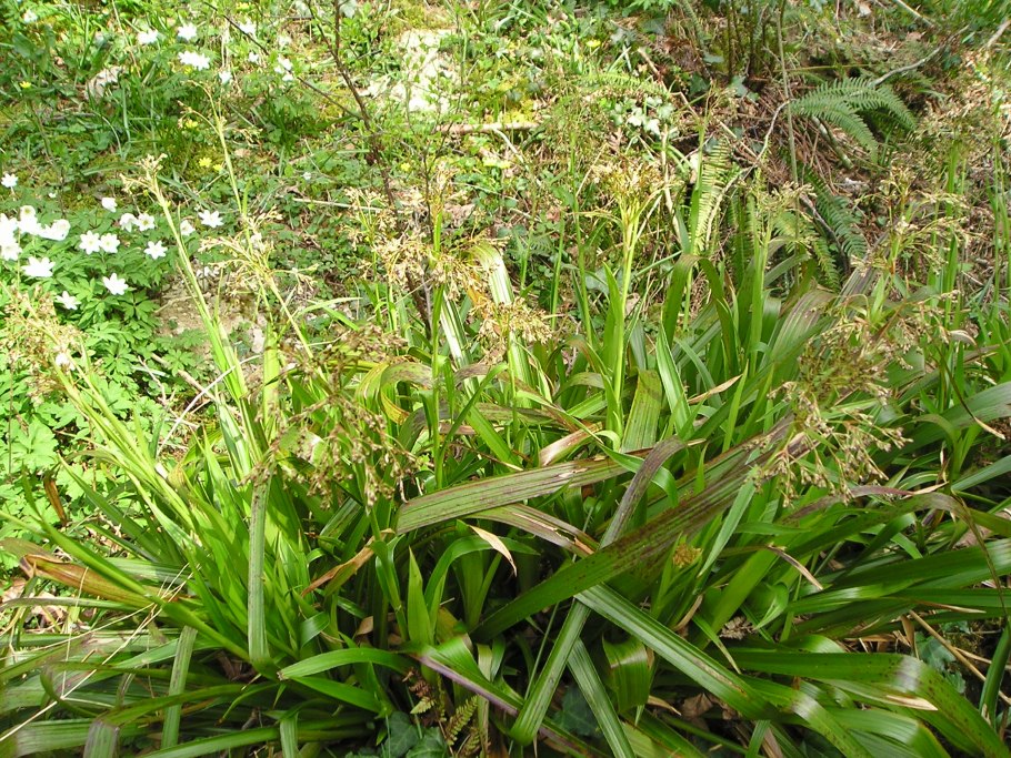 Ожика Лесная (Luzula sylvatica)