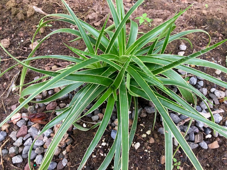 Ожика Лесная Лузула Султан