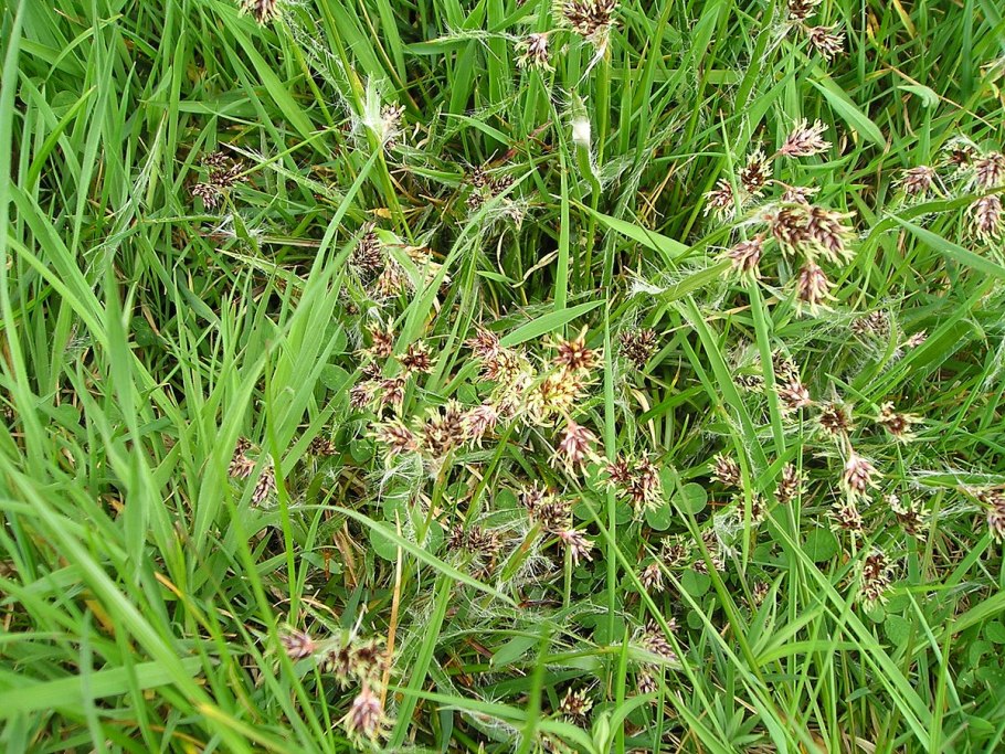 Ожика волосистая (Luzula pilosa)