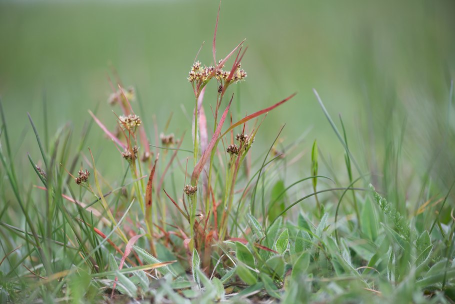 Ожика Боровая – Luzula luzuloides