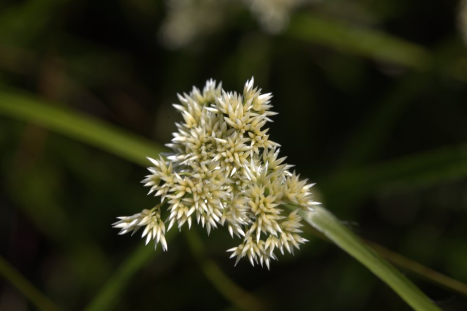 Ожика Альпийская / Luzula alpinopilosa