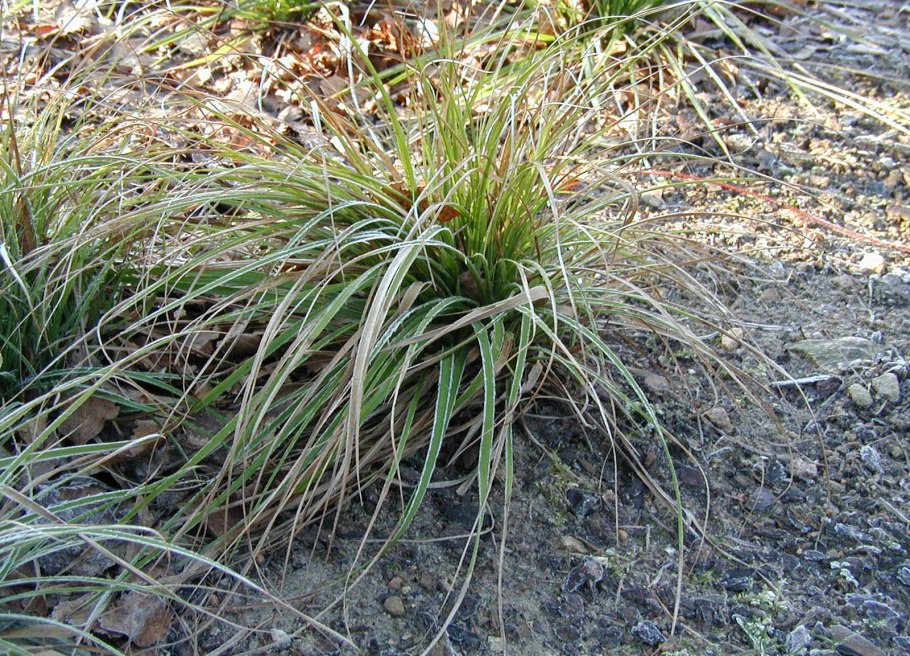 Осока пальчатая