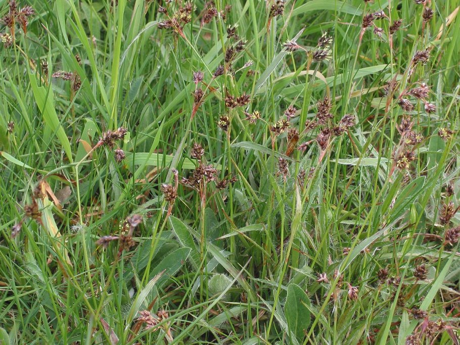 Ожика ожиковидная