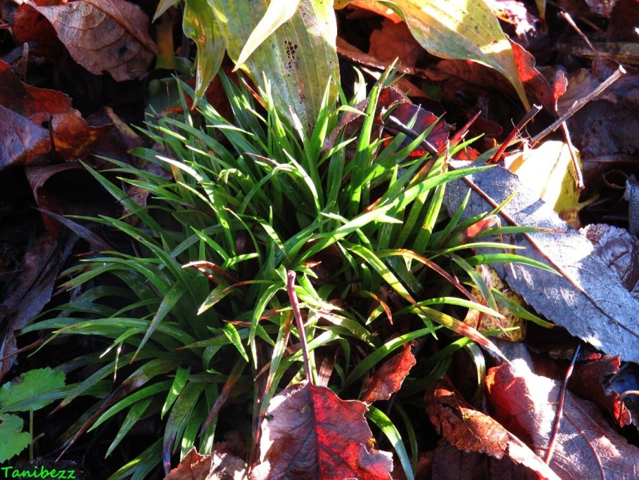 Ожика Лесная Маргината