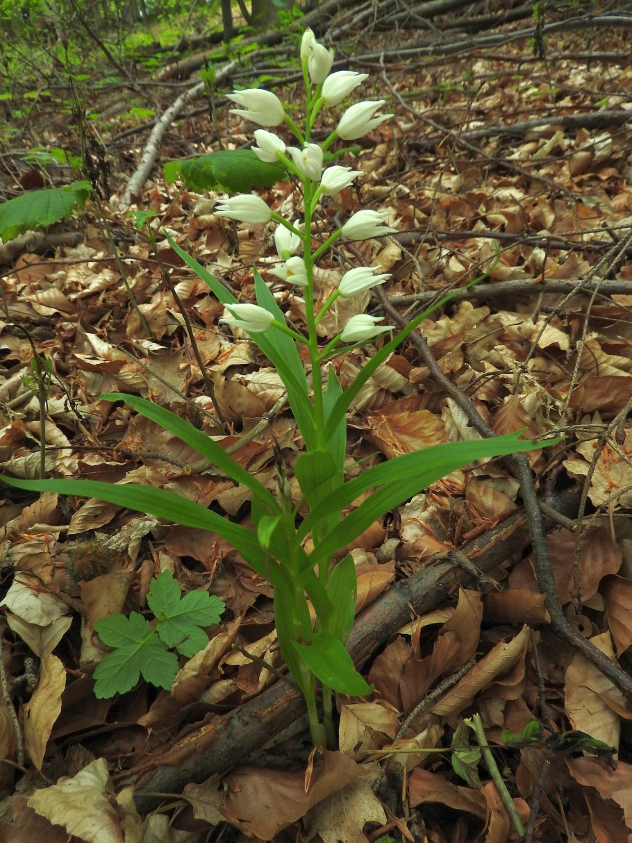 Пыльцеголовник длиннолистный (Cephalanthera longifolia)
