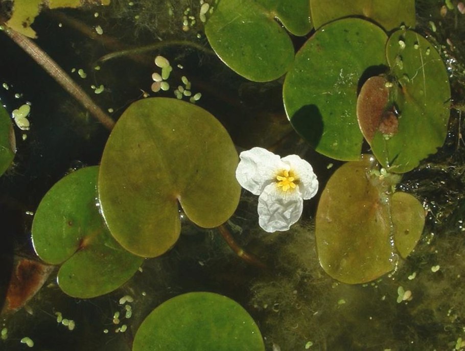 Стрелолист широколистный Sagittaria latifolia