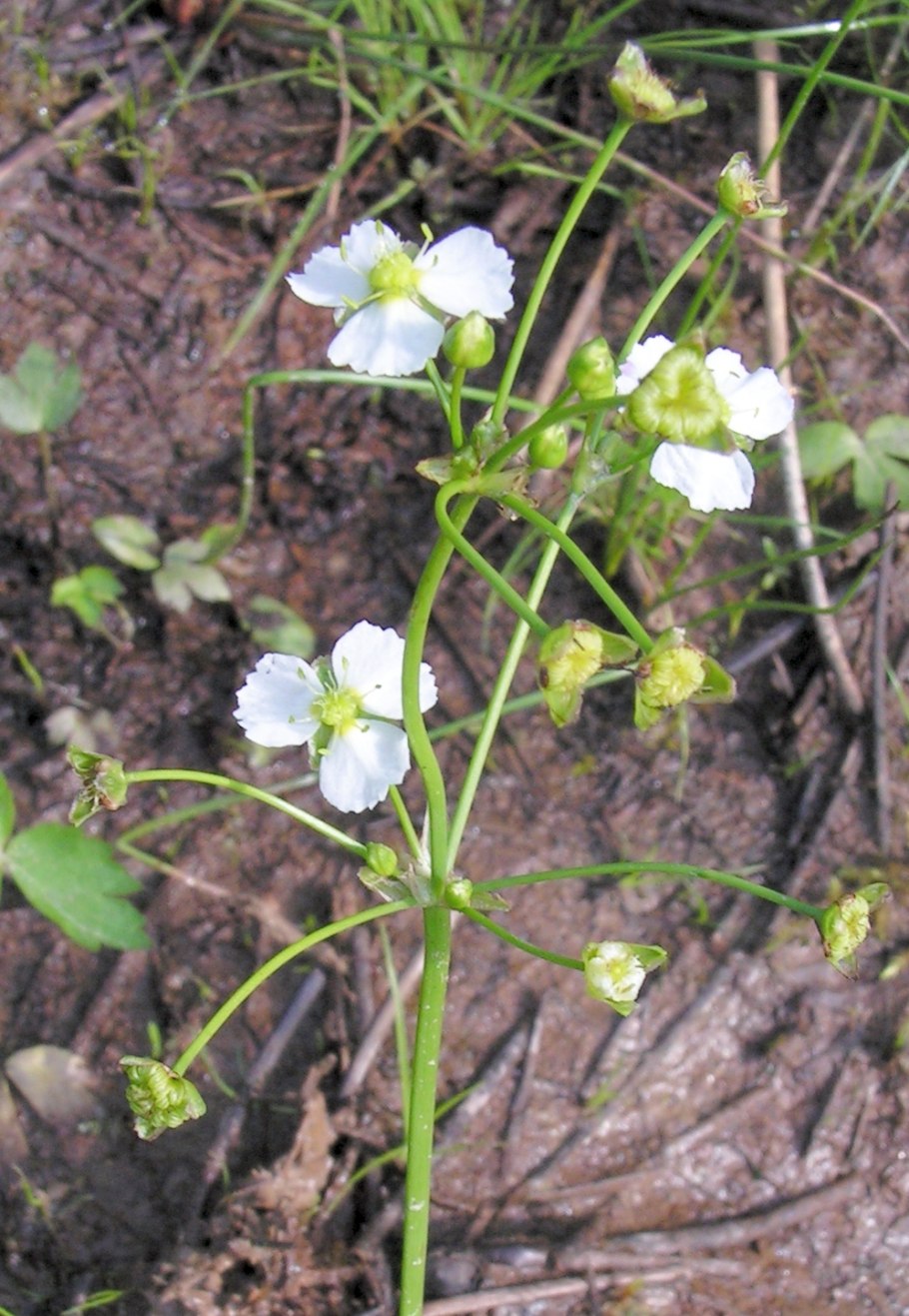Baldellia ranunculoides