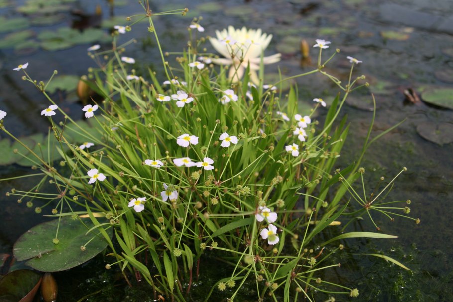Кальдезию белозоролистную (Caldesia parnassifolia)