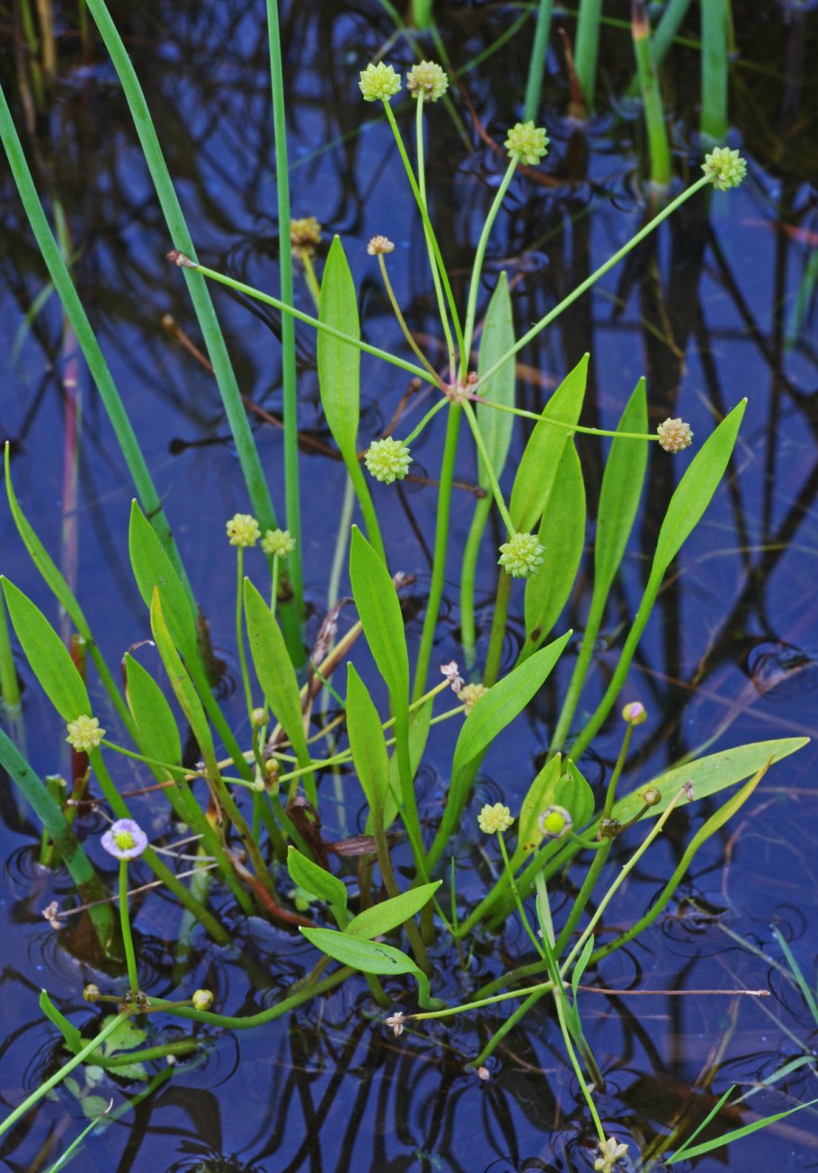 Caldesia parnassifolia