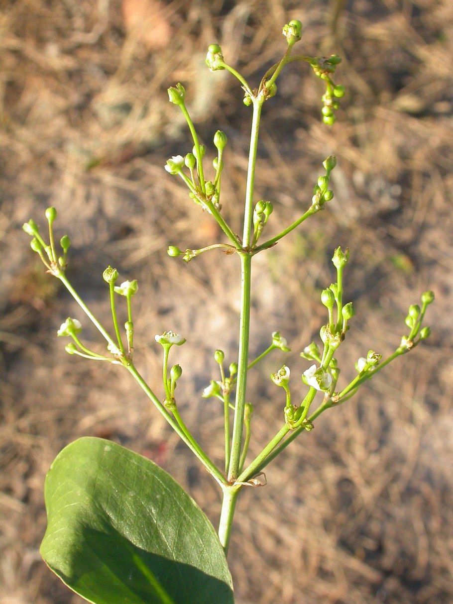 Стрелолист широколистный latifolia