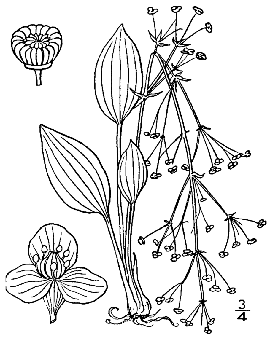 Caldesia parnassifolia