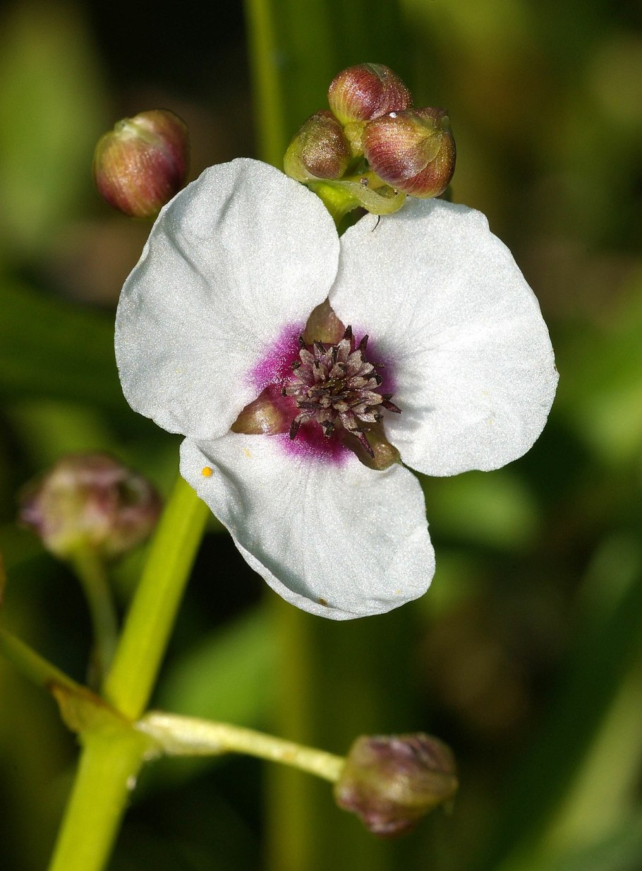 Alisma gramineum