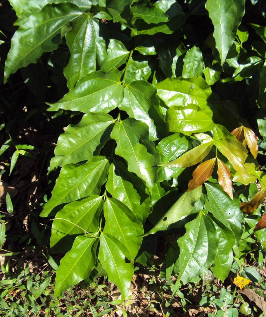 Сумах дубильный кустарник