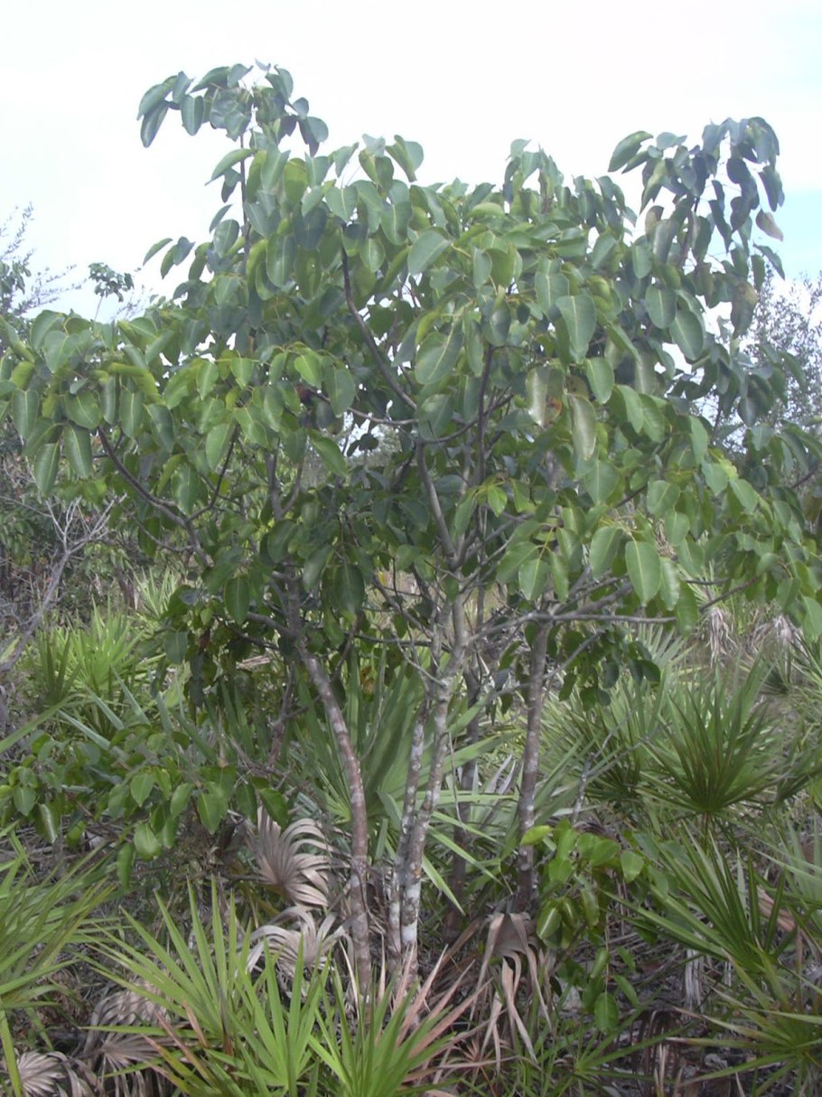 Metopium toxiferum