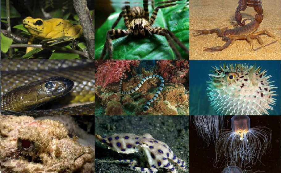 Лакированные японские шкатулки Адольфа Сиу