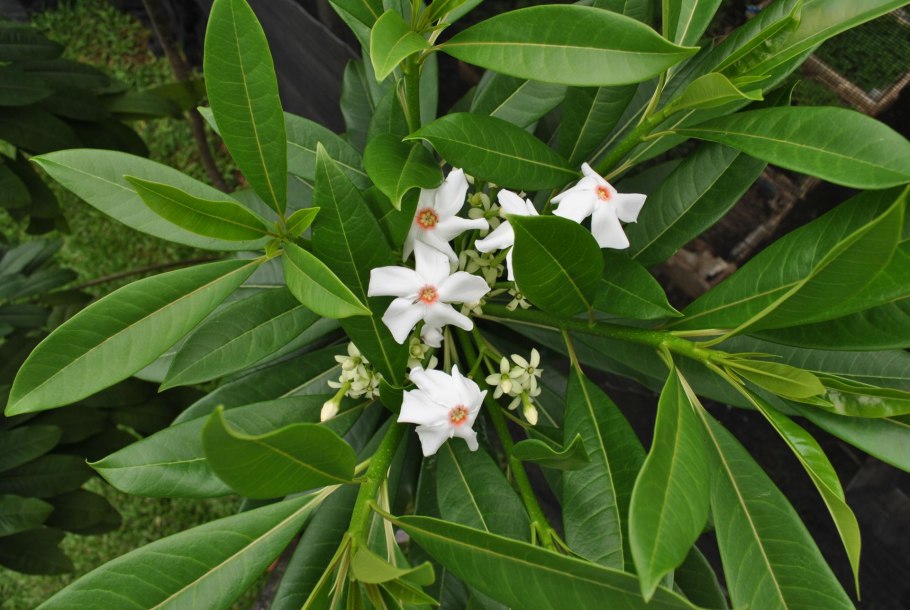 Стрихнос ядоносный