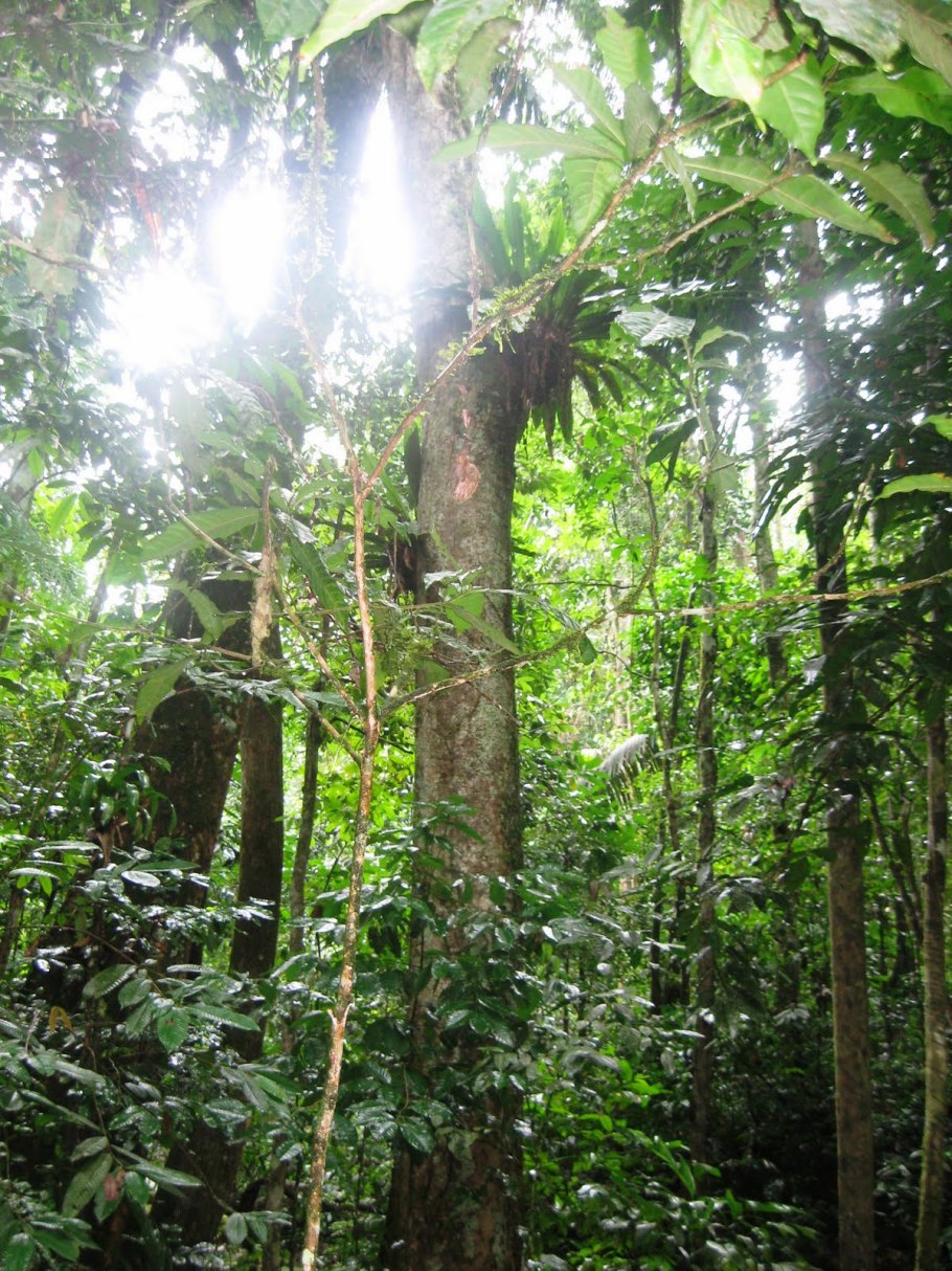 Растения Прибалтики