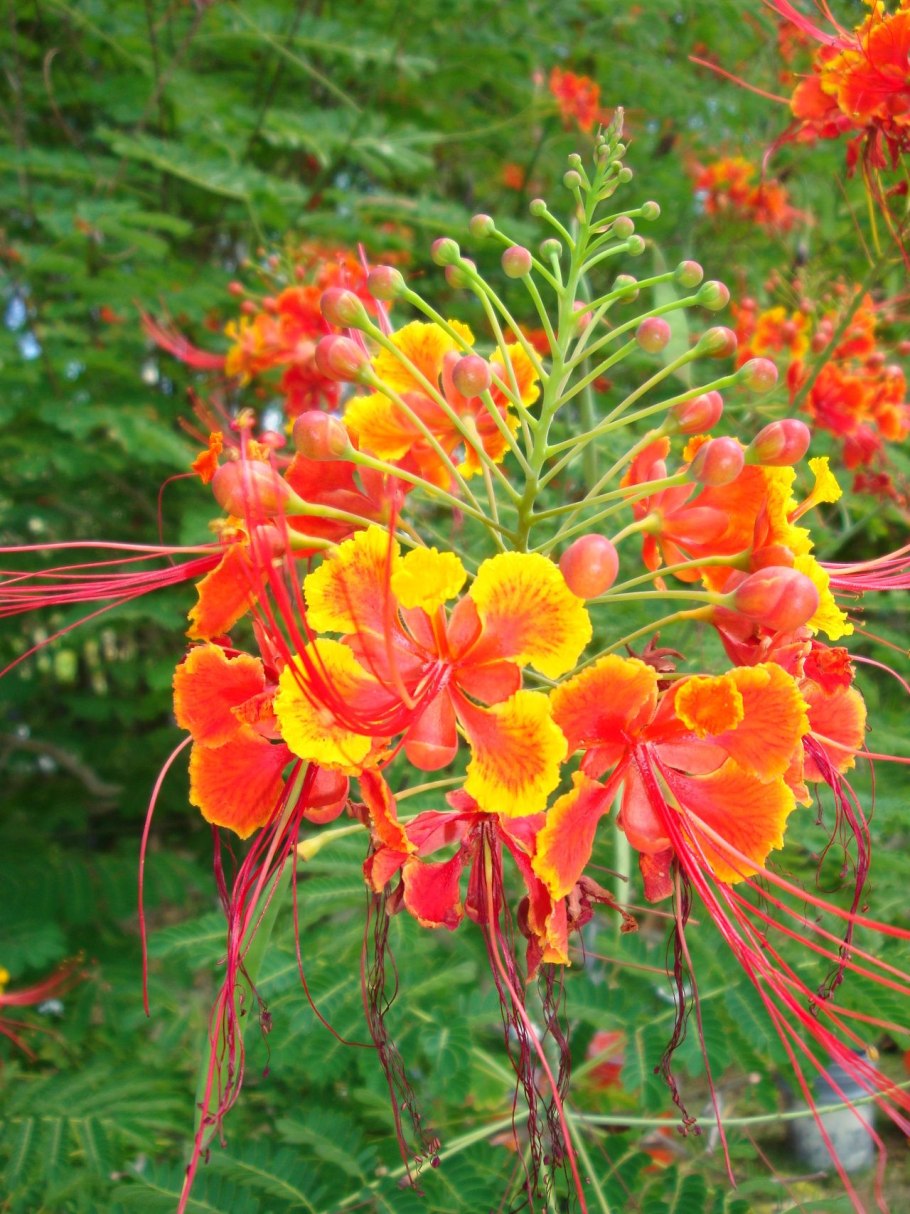 Цезальпиния колючая