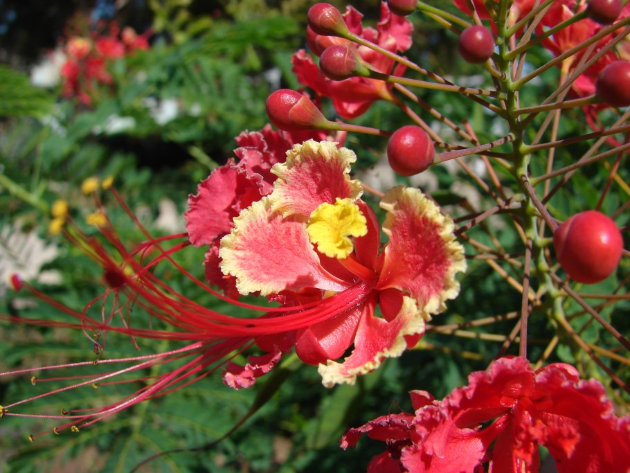 Райский дерево Цезальпиния