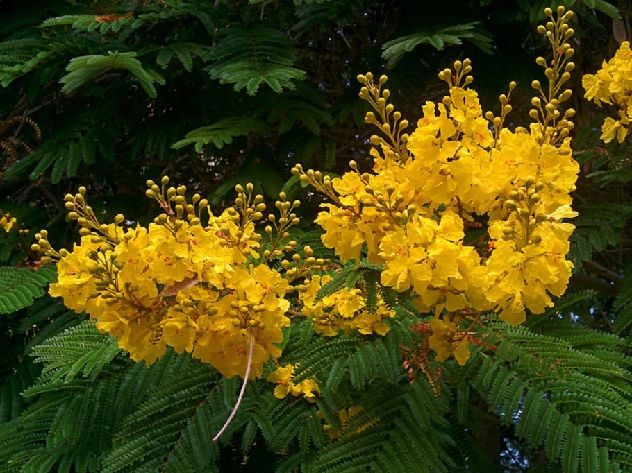 Цезальпиния Джиллиса зимостойкость