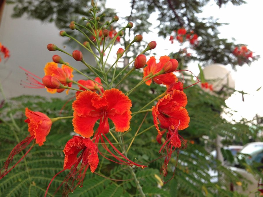 Райский дерево Цезальпиния