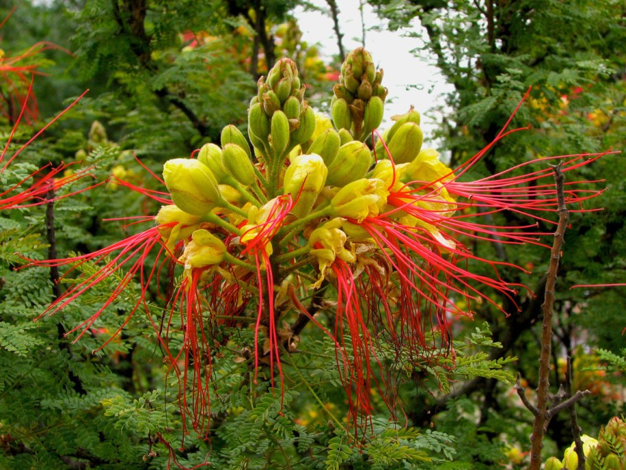 Цветущий Израиль Делоникс Королевский