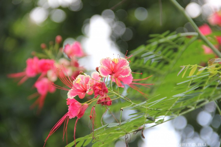 Райский дерево Цезальпиния