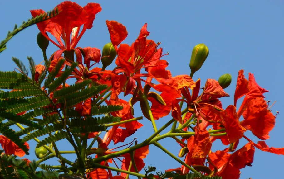 Цезальпиния прекраснейшая