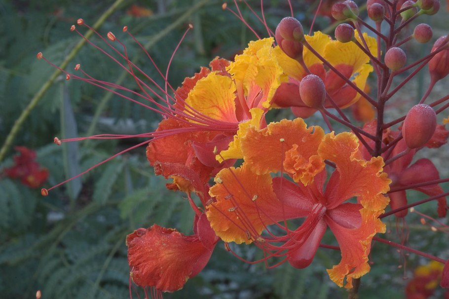 Caesalpinia pulcherrima Red