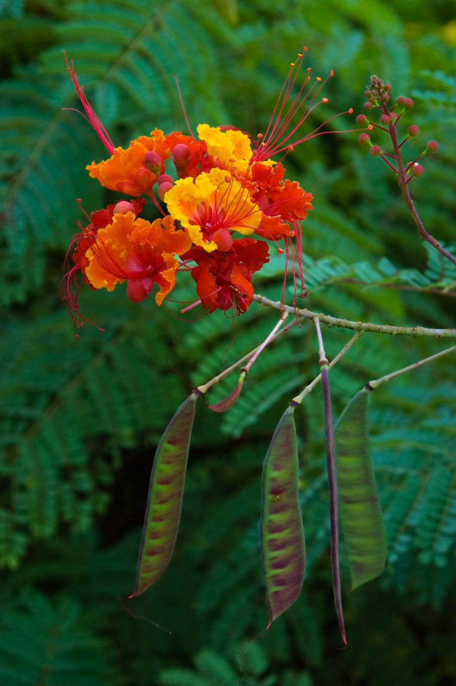 Caesalpinia pulcherrima