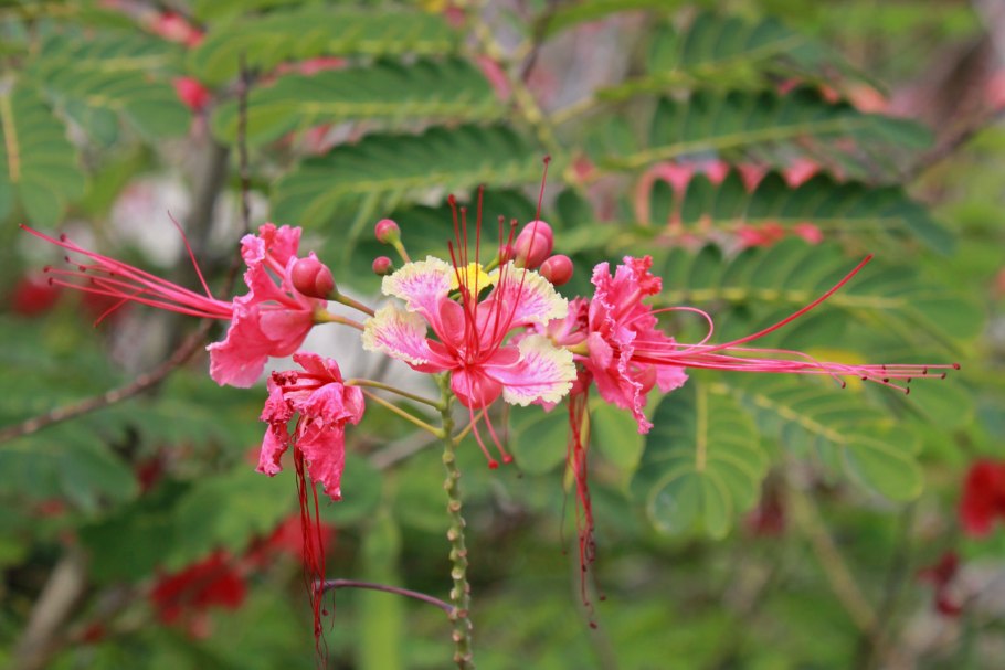 Caesalpinia pulcherrima