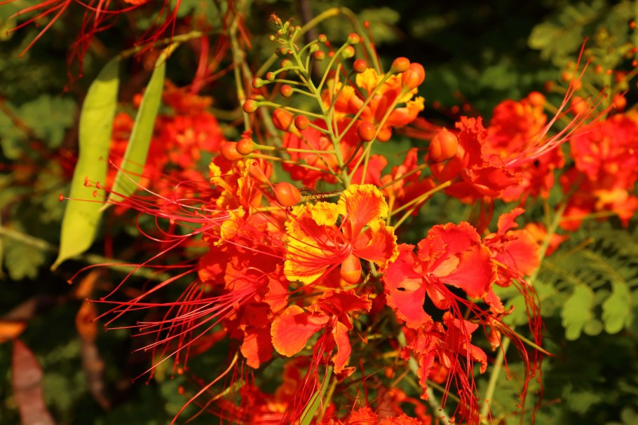 Цезальпиния прекраснейшая