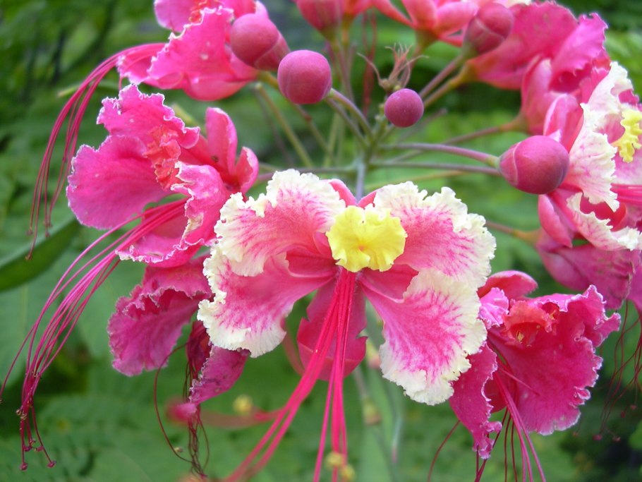 Caesalpinia pulcherrima pink