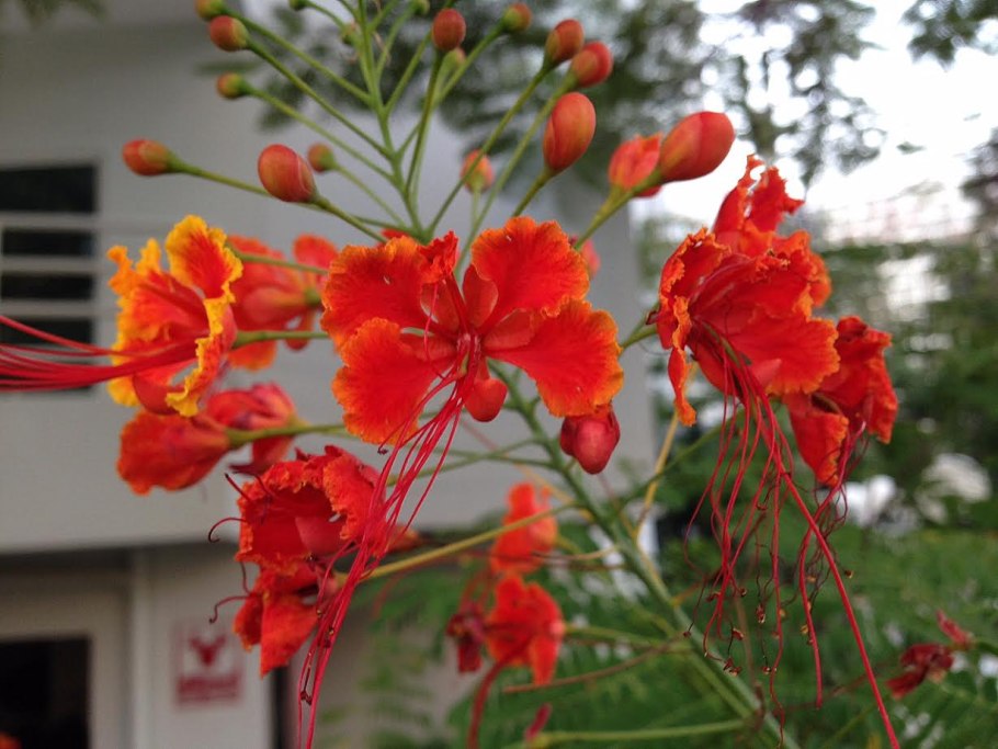 Семейство Цезальпиния