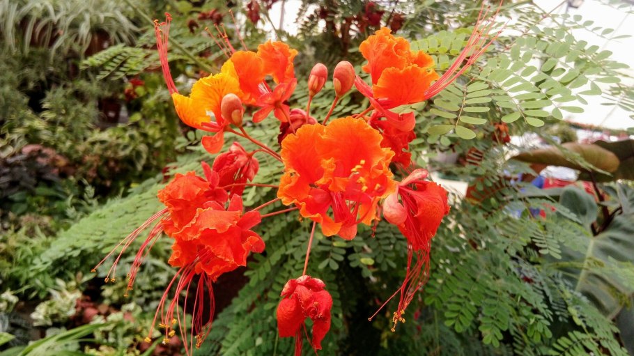 Цезальпиния прекраснейшая