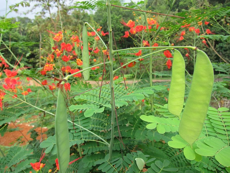 Caesalpinia pulcherrima Red