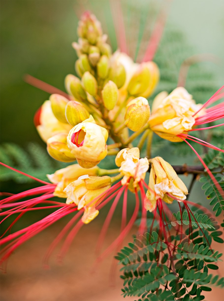 Цезальпиниевые бобовые